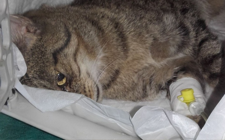 Zbiórka Koci szpitalik w cieniu pandemii - zdjęcie główne