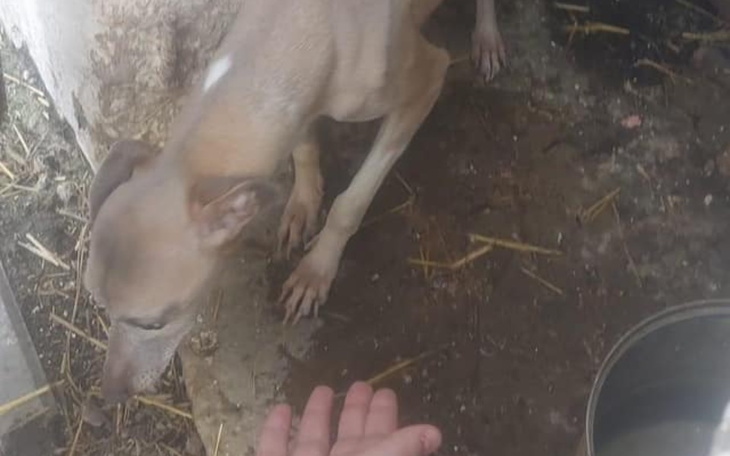 Zbiórka Pomoc dla uratowanych whippetów - zdjęcie główne