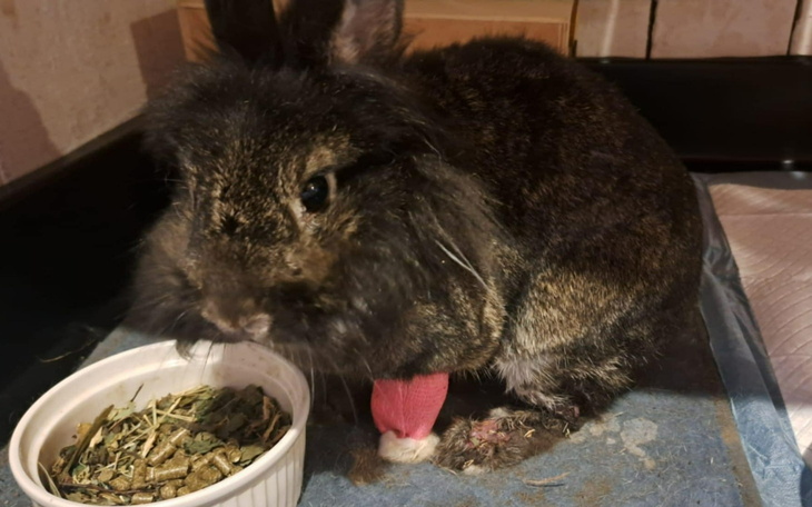 Królik siedzi przy misce z jedzeniem, wygląda na zadowolonego.