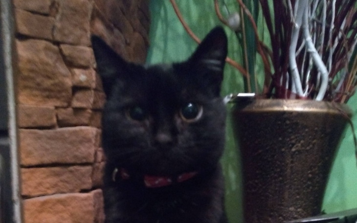 Zbiórka Salma walczy z FIP-em - zdjęcie główne