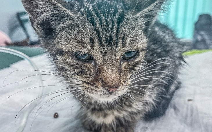 Zbiórka Malutki Hulio walczy o życie - zdjęcie główne