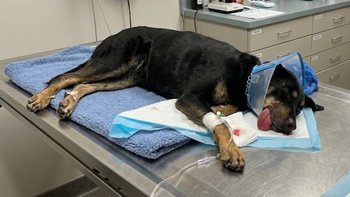 Zbiórka Operacja i leczenie Maji - miniaturka zdjęcia