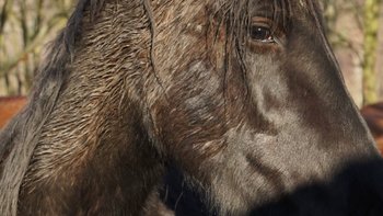 Zbiórka Rata za Terci - miniaturka zdjęcia