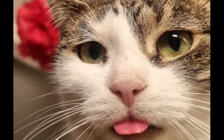 Zbiórka Mamitka- kontynuacja leczenia - zdjęcie główne