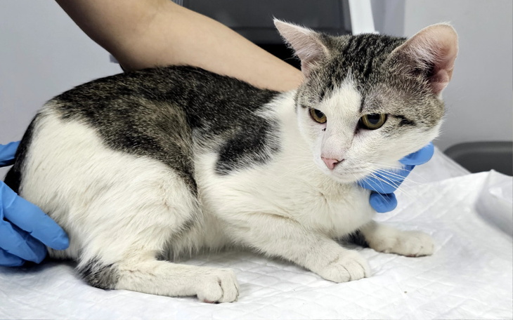 Zbiórka Teo - zdjęcie główne