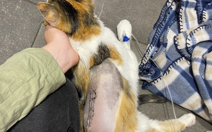 Zbiórka Na leczenie dla kotka Runy - zdjęcie główne