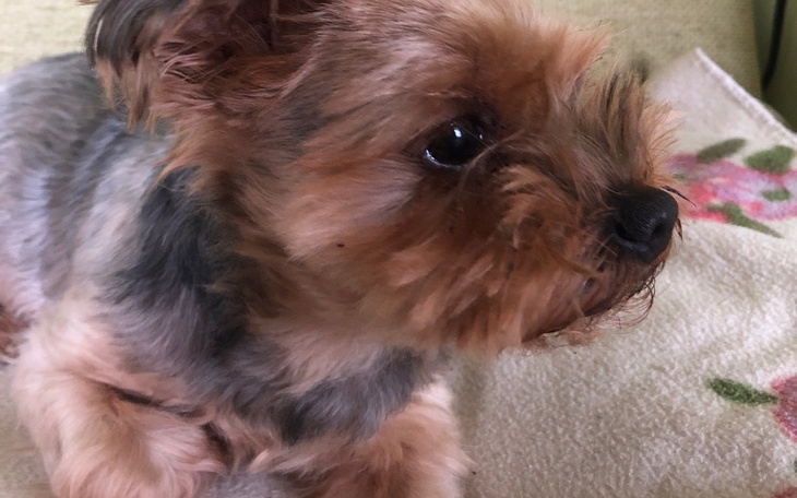 Zbiórka leczenie tchawicy pieska - zdjęcie główne