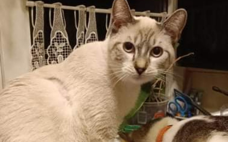 Zbiórka Leczenie Lucyfera - zdjęcie główne