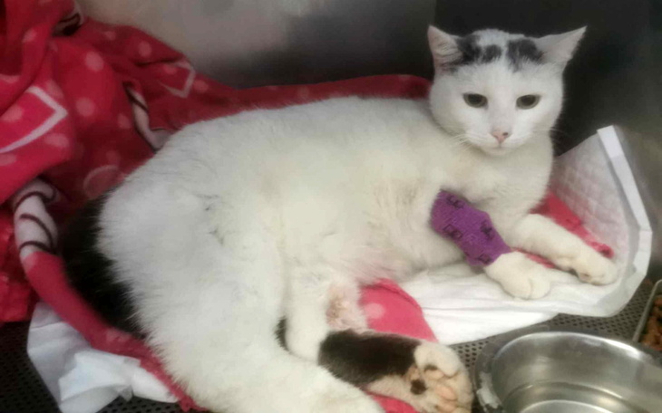 Biały kot z opatrunkiem na łapie, odpoczywający na kocu.