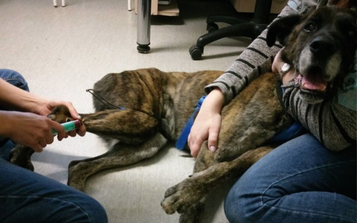 Zbiórka Umrę jak nie znajdę domu - zdjęcie główne