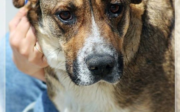 Zbiórka Morgana Sunia po szczeniakach - zdjęcie główne