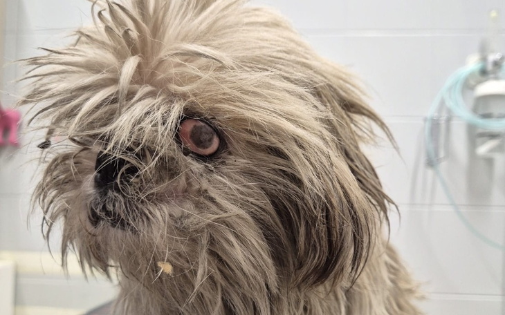 Zbiórka Calineczka dziękuję za wpłaty - zdjęcie główne