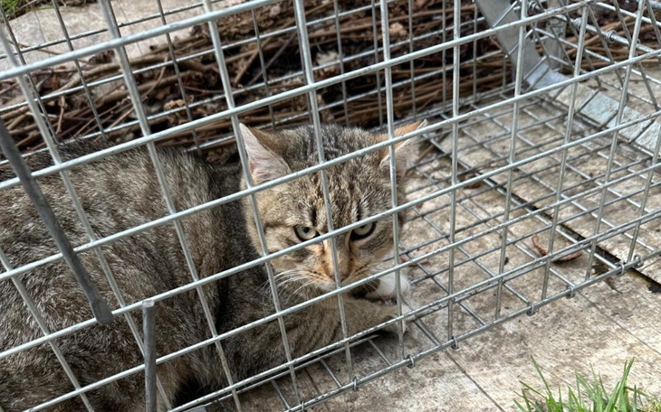 Zbiórka Stop Cierpieniu Kastrujemy - zdjęcie główne