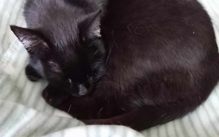 Zbiórka Zabieg stomatologiczny Mimi - zdjęcie główne