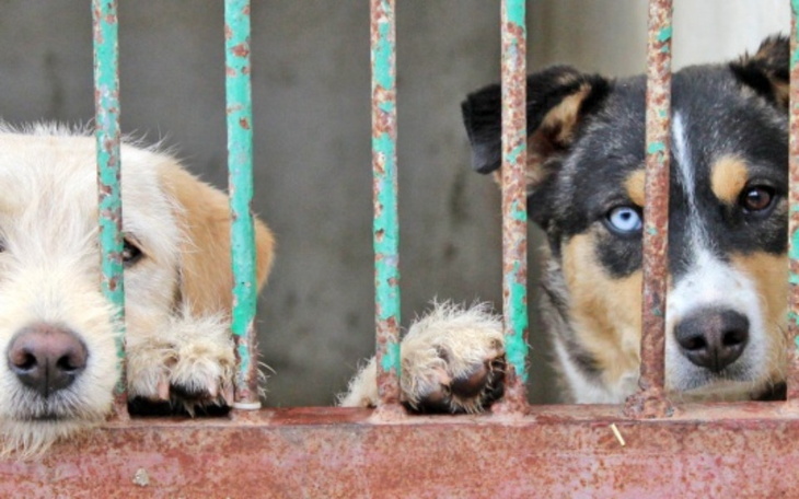 Zbiórka Na pomoc dla schroniska - zdjęcie główne