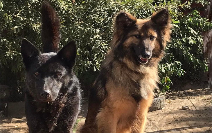 Dwa psy stojące obok siebie na tle zieleni.