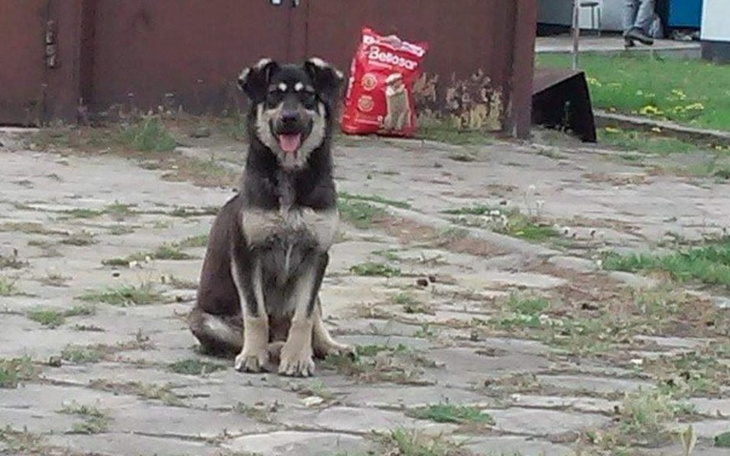 Zbiórka Bezdomniaki z Terespola - zdjęcie główne