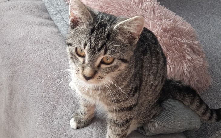 Zbiórka Pomóż uratować Bogusia - zdjęcie główne