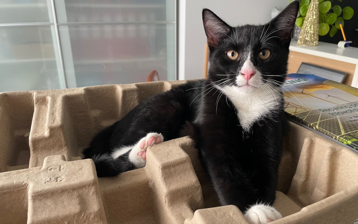 Zbiórka Kastracje kotów - zdjęcie główne