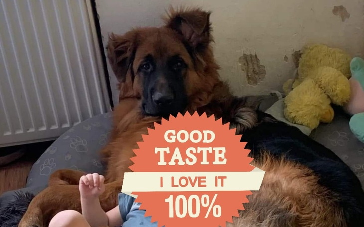 Zbiórka Psie Dziecko - zdjęcie główne