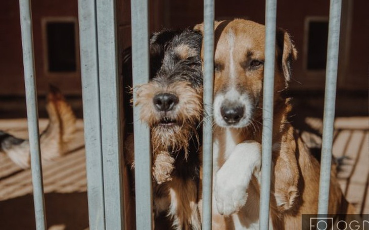 Zbiórka Koniec z więzieniem w schronisku - zdjęcie główne