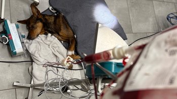 Zbiórka Koce grzewcze dla zwierząt - miniaturka zdjęcia