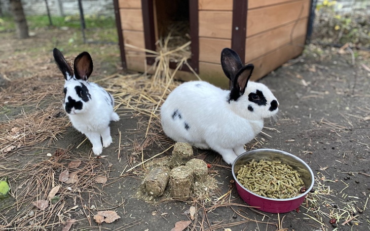 Zbiórka Króliki uratowane przed śmiercią - zdjęcie główne