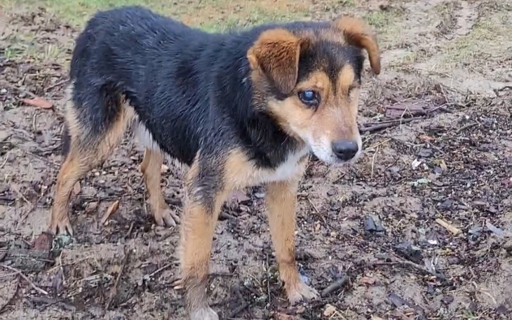 Mały piesek stojący na błotnistej ziemi.