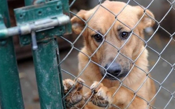 Zbiórka Schronisko w Radoniu - zdjęcie główne