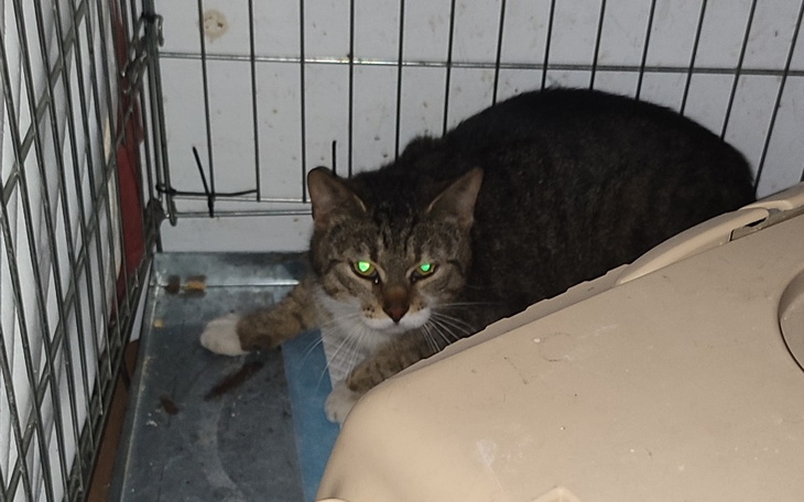 Zbiórka Na Sterelziacje kotki z Majstra - zdjęcie główne