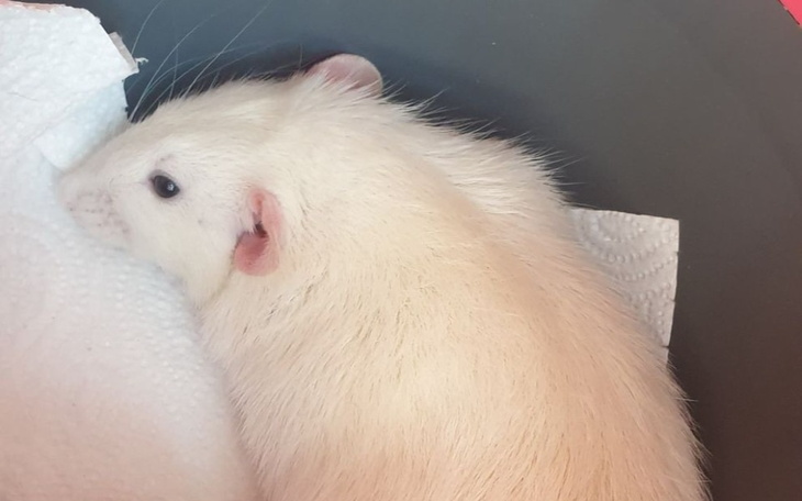 Zbiórka NaLeśnik i myszki - zdjęcie główne