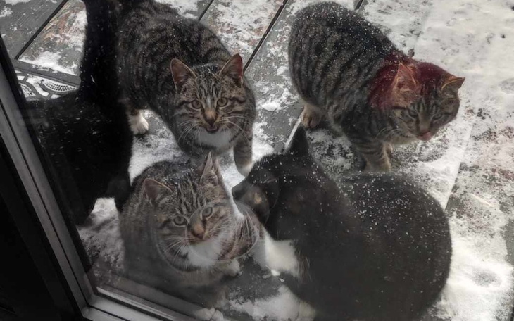 Zbiórka Na Sterylizacja kotek - zdjęcie główne