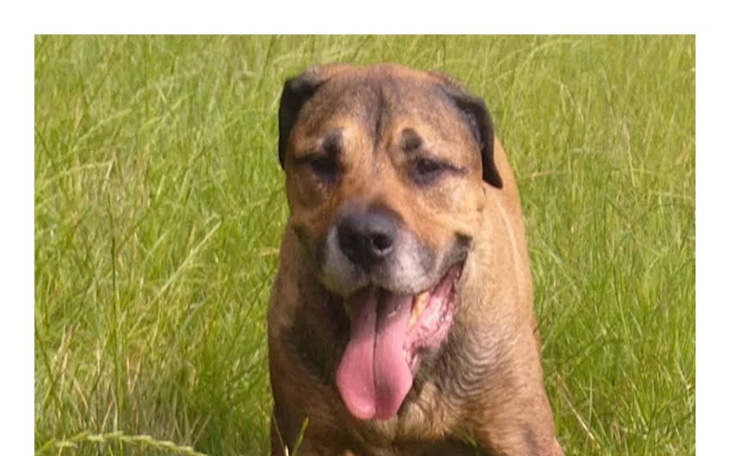 Zbiórka Fundacja dla zwierząt WATAHA - zdjęcie główne