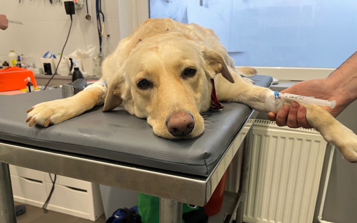 Zbiórka Pomoc dla naszej jedynej suczki - zdjęcie główne