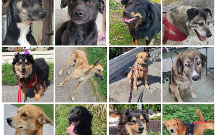 Zbiórka Na utrzymanie 11 czworonogów. - zdjęcie główne