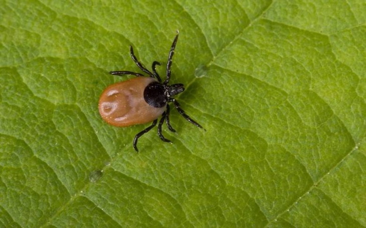 Zbiórka Wygrać z Borelioza - zdjęcie główne