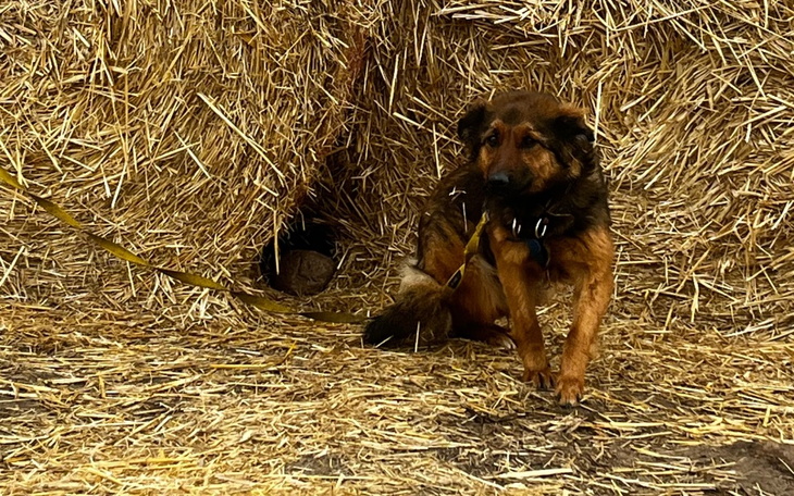 Pies na łące, przy słomianych belach.