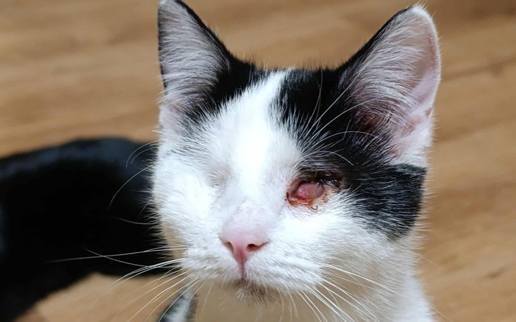 Kot z jednym okiem, patrzący w obiektyw.