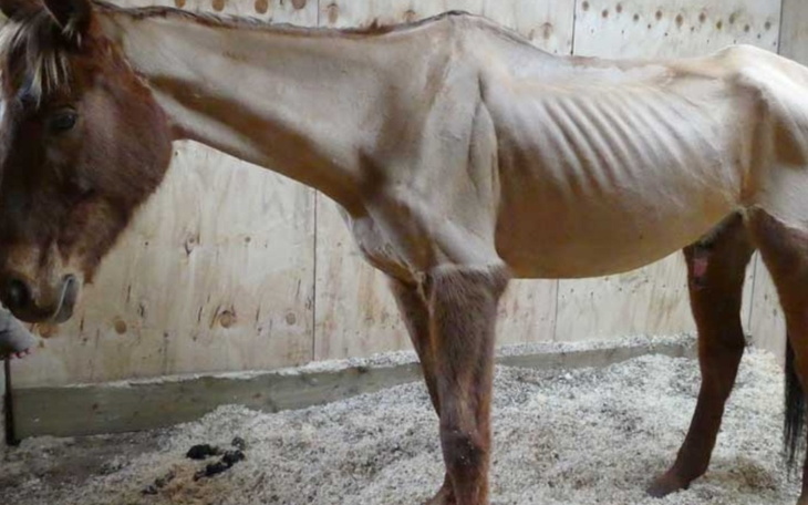 Zbiórka Na ratunek widra - zdjęcie główne