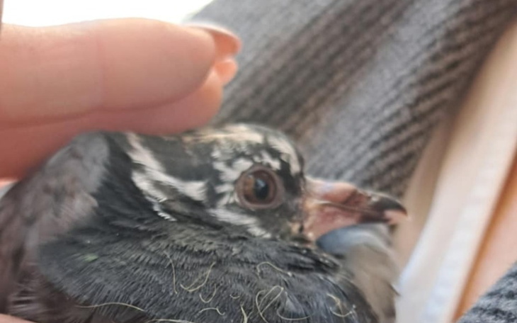 Zbiórka Rita, Fiona, Fikus, Flora, Zosia - zdjęcie główne