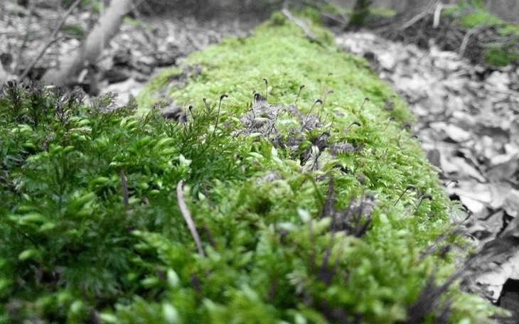 Zbiórka 12345 daj - zdjęcie główne