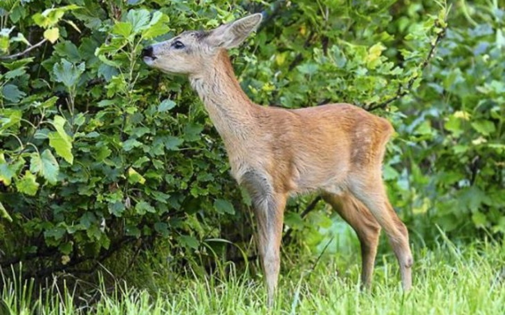 Zbiórka Wsparcie Ośrodka Jelonki - zdjęcie główne