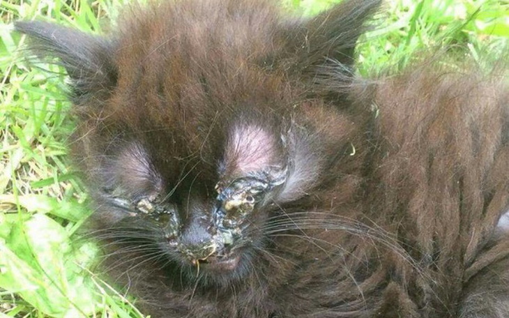 Zbiórka Niewidome kocie maleństwo - zdjęcie główne