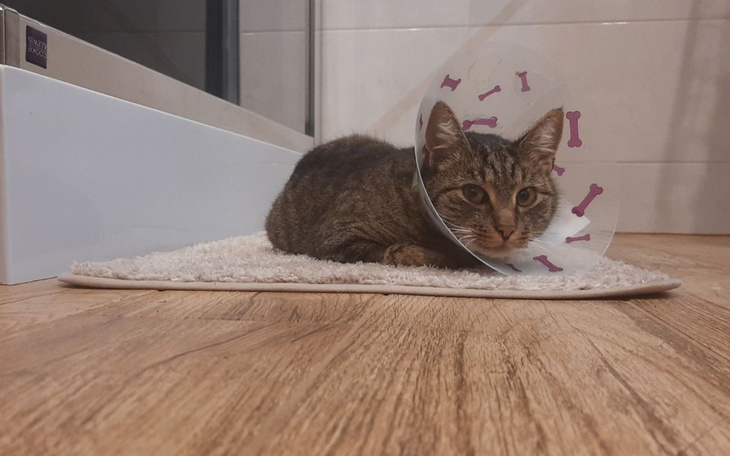 Zbiórka Pomóż Tygrysowi Przeżyć - zdjęcie główne