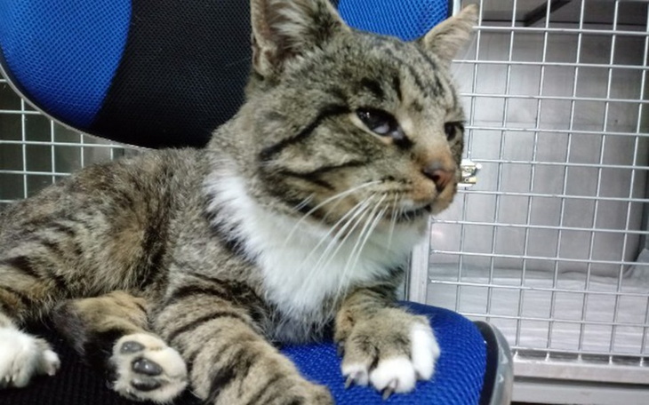 Zbiórka Karma weterynaryjna dla Simby - zdjęcie główne