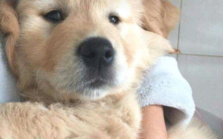 Zbiórka Szczepienie psa - zdjęcie główne