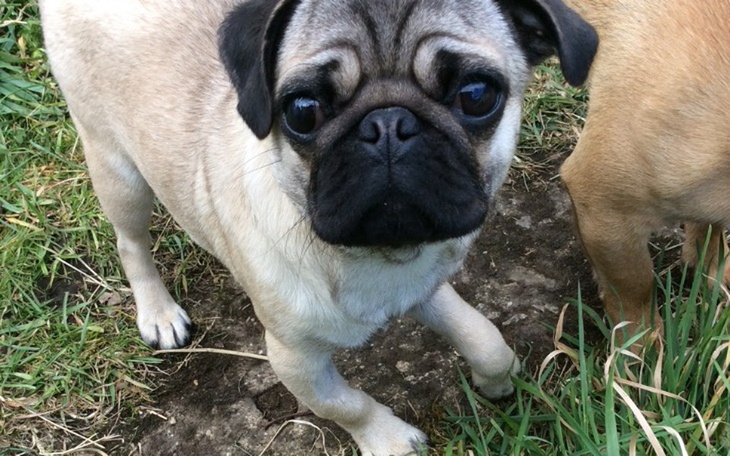 Zbiórka Lola ma dysplazje łokciowa - zdjęcie główne