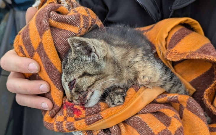 Zbiórka Valkiria-walka o życie i zdrowie - zdjęcie główne