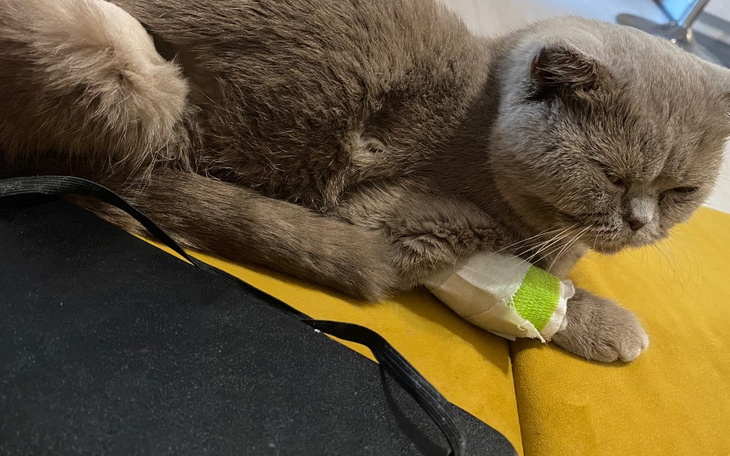 Zbiórka Na leczenie kotki Mii - zdjęcie główne