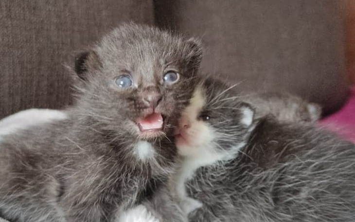 Zbiórka URATUJ nas - zdjęcie główne